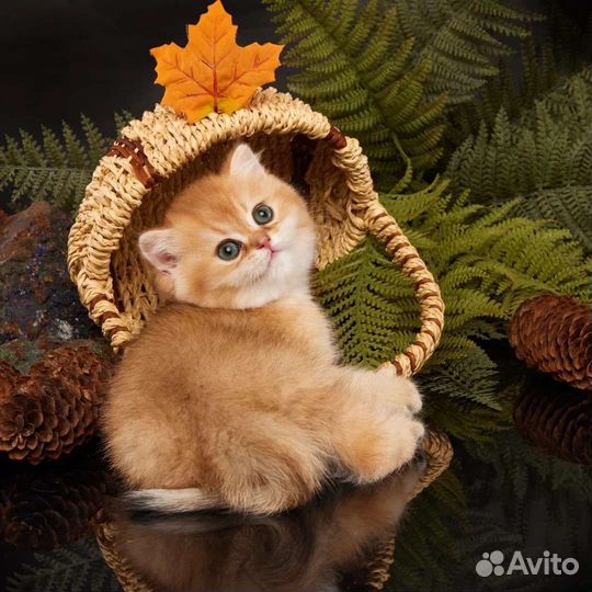 Котята британские золотые