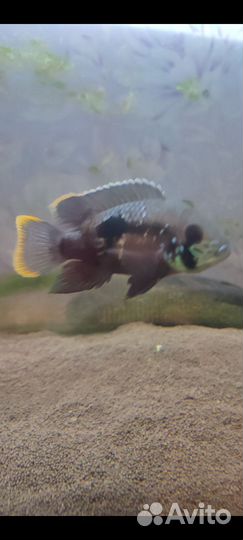 Акара бирюзовая