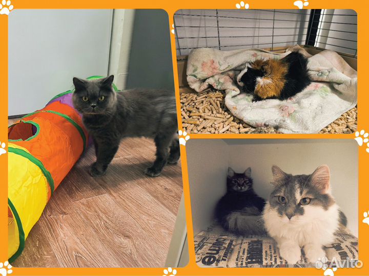 Зоогостиница для ваших питомцев