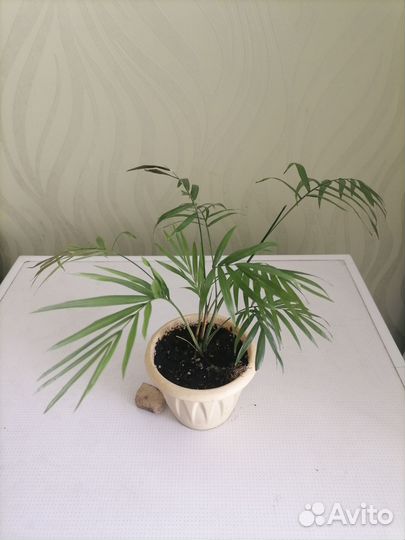 Пальма хамедорея