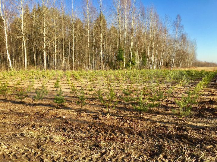 Участок 100 сот. (СНТ, ДНП)