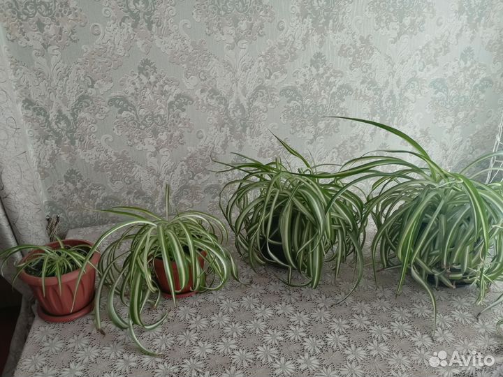 Аглаонемы и хлорофитумы