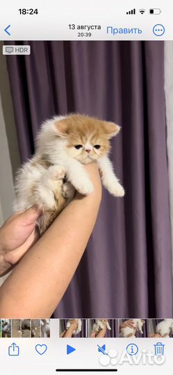 Котята экзотики