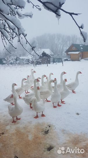 Гуси порода Линда