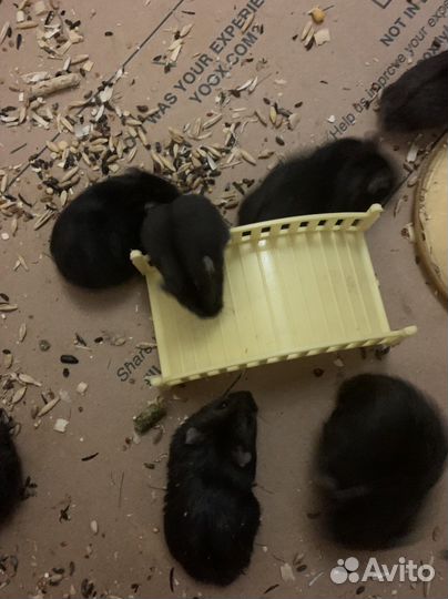 Хомячки джунгарики 1 -2 месяца