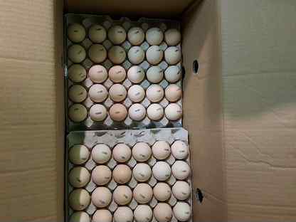 Инкубационное яйцо росс-308, Пушкин