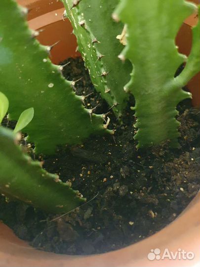 Кактус.Молочай трехгранный