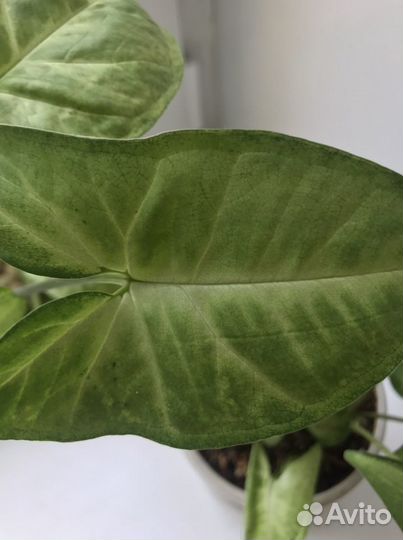 Цветы в офис