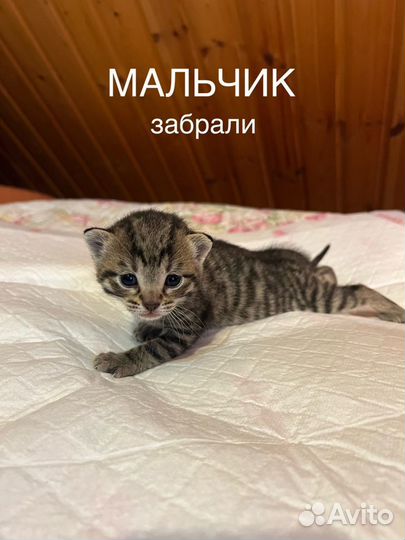 Котята в добрые руки