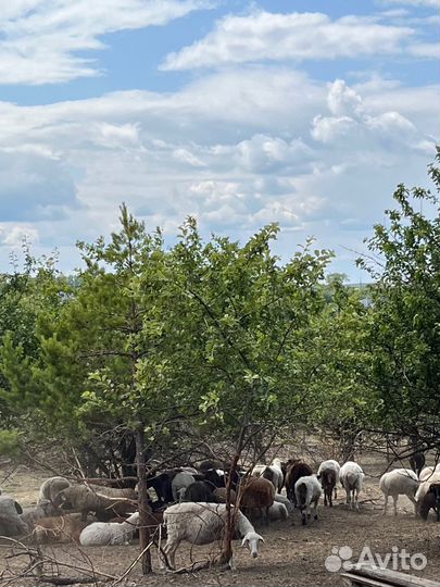Курдучные овцы и ягнята на курбан байрам 300 голов