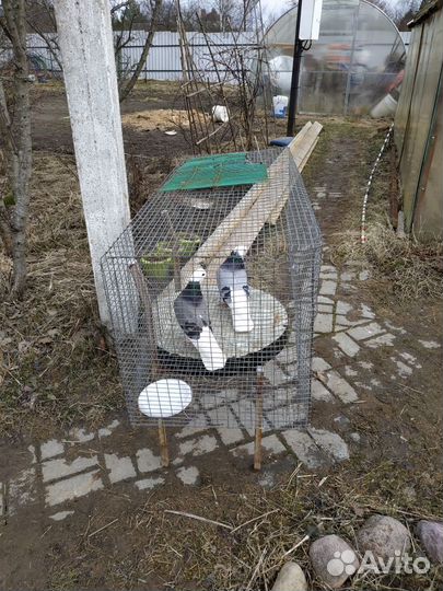 Продажа голубь