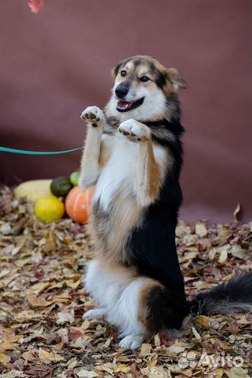 Собака Бенджамин