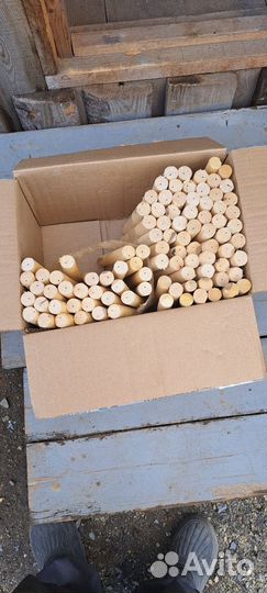 Шкант березовый
