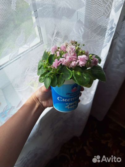 Фиалка-трейлер