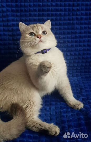 Кот на вязку