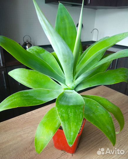 Агава Аттенуата