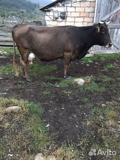Коровы дойные молочные