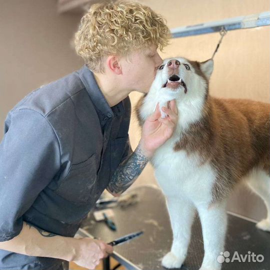 Стрижка собак/груминг