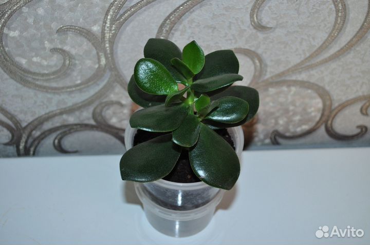 Продаю алоэ лекарственный и денежное дерево