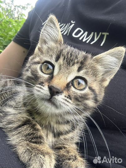 Серая кошка