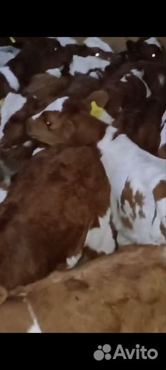 Телята бычки сементалы