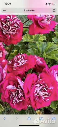 Пеларгония юв 13.21, юв 25.20