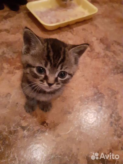 Отдам котят в хорошие руки