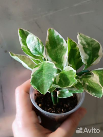 Педилантус