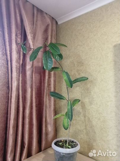 Стефанотис