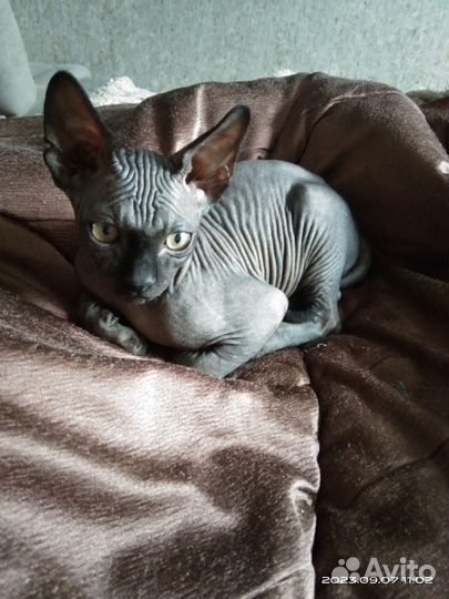 Канадский сфинкс