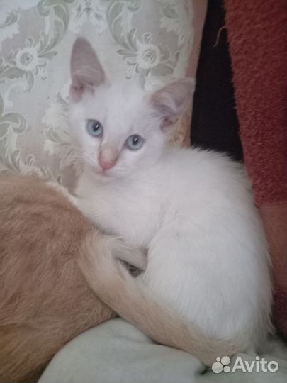 Котики бесплатно в добрые руки