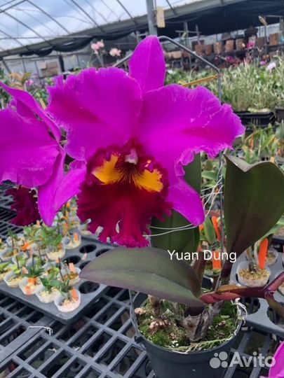 Орхидея Катлея