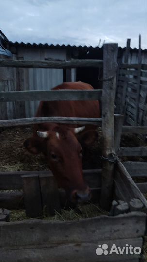 Корова высокоудойная
