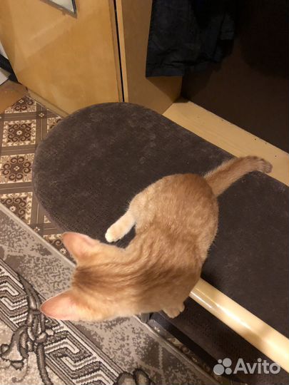 Кошка в дар бесплатно