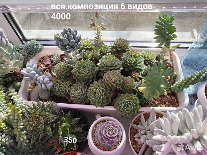 Суккуленты и композиции
