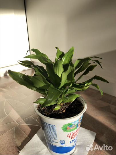 Драцена (Dracaena fragrans 'Compacta' Head)