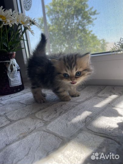 Шотландские котята чистокровные