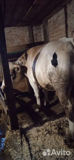 Быки на племя