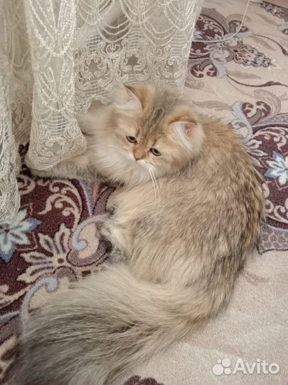 Британская золотая шиншилла