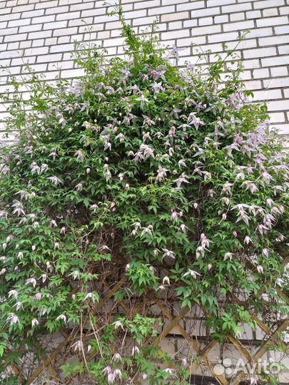 Клематис Княжик семена