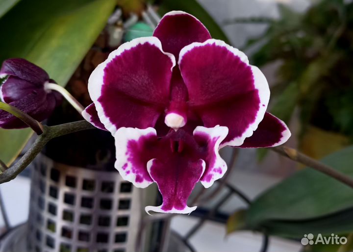 Орхидея