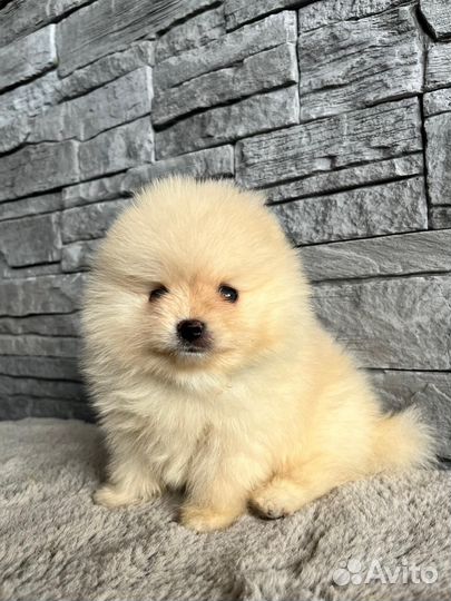 Щенки шпица