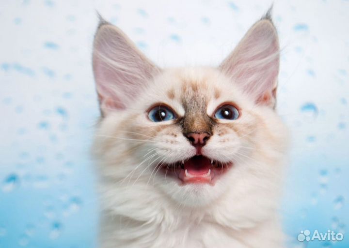 Ищем котородителей