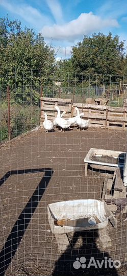 Продам гусей