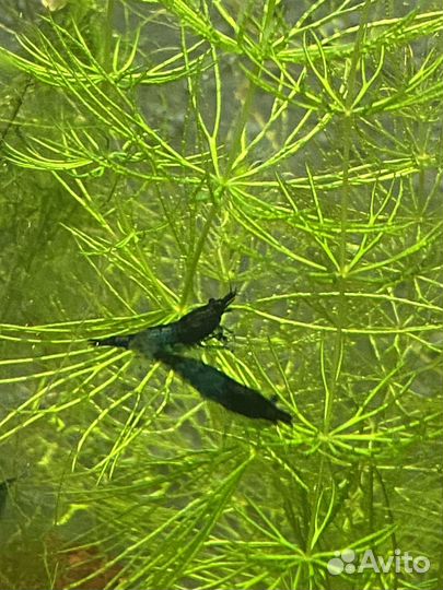 Креветки блю дрим (blue dream)