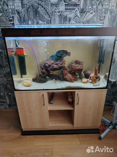 Аквариум с обитателями