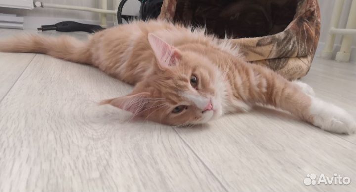 Котенок мейн-кун