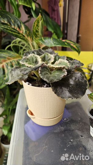 Фиалки сортовые