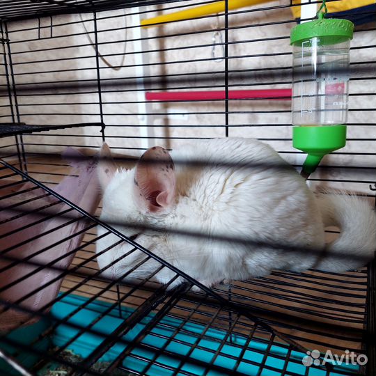 Продам шиншилу с клеткой