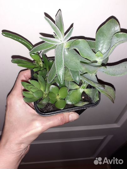 Суккуленты набор